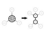 spinos-evolution-1