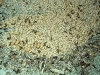 800px-ameiseneier